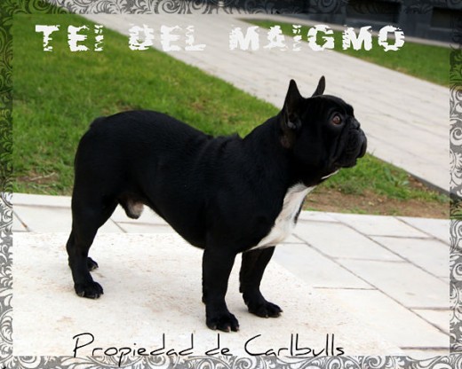 Tei Del Maigmo, propiedad Carlbulls como semental